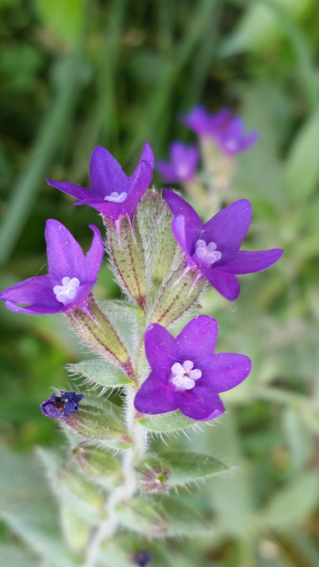 Anchusa undulata (Boraginaceae)